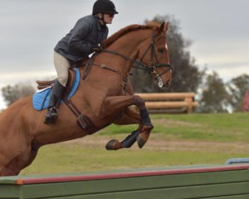 horse jumping