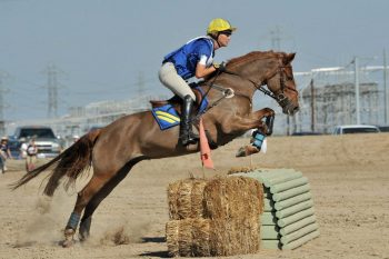 horse training